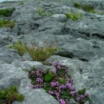 Irish gardens, part deux