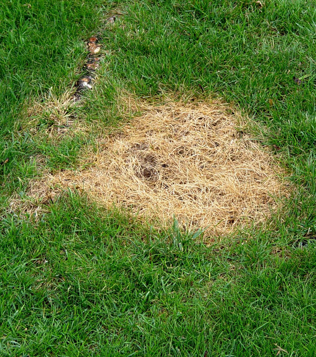 burnt grass from fire pit