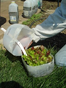 winter.sowing2