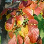 Gold Medal Plants