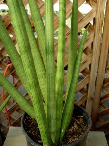 snake.plant.cylinder2