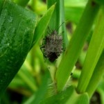Double-Trouble Bug Problem Really Stinks