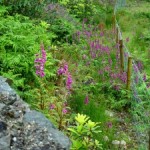 Where Gardening’s Easy