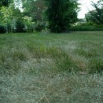 Water and Grass
