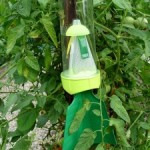 Stink bugs, killer iron and fertilizing with food