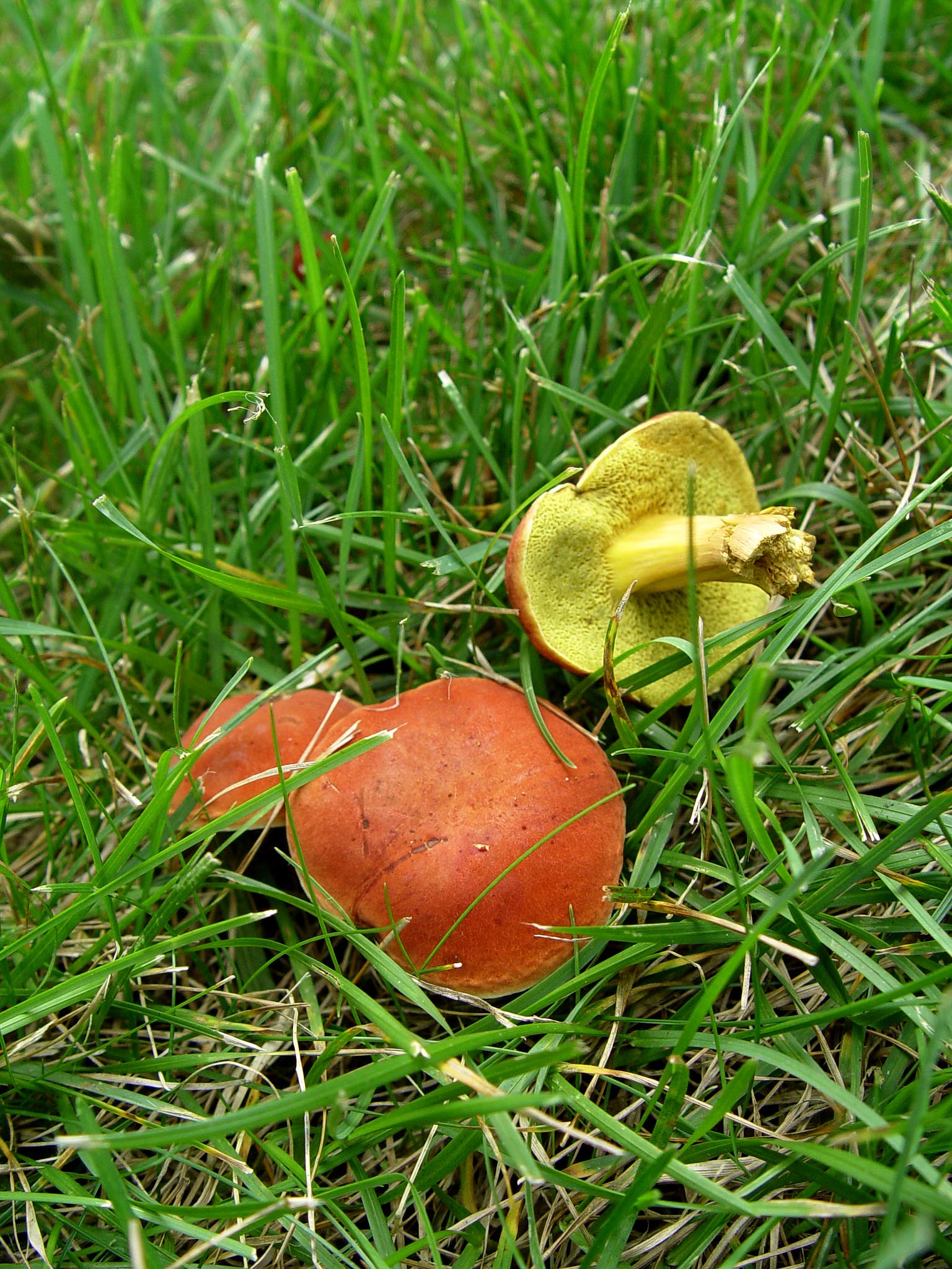 Common Yard Mushrooms