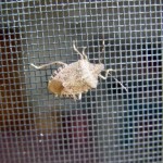Stink Bug Weapons