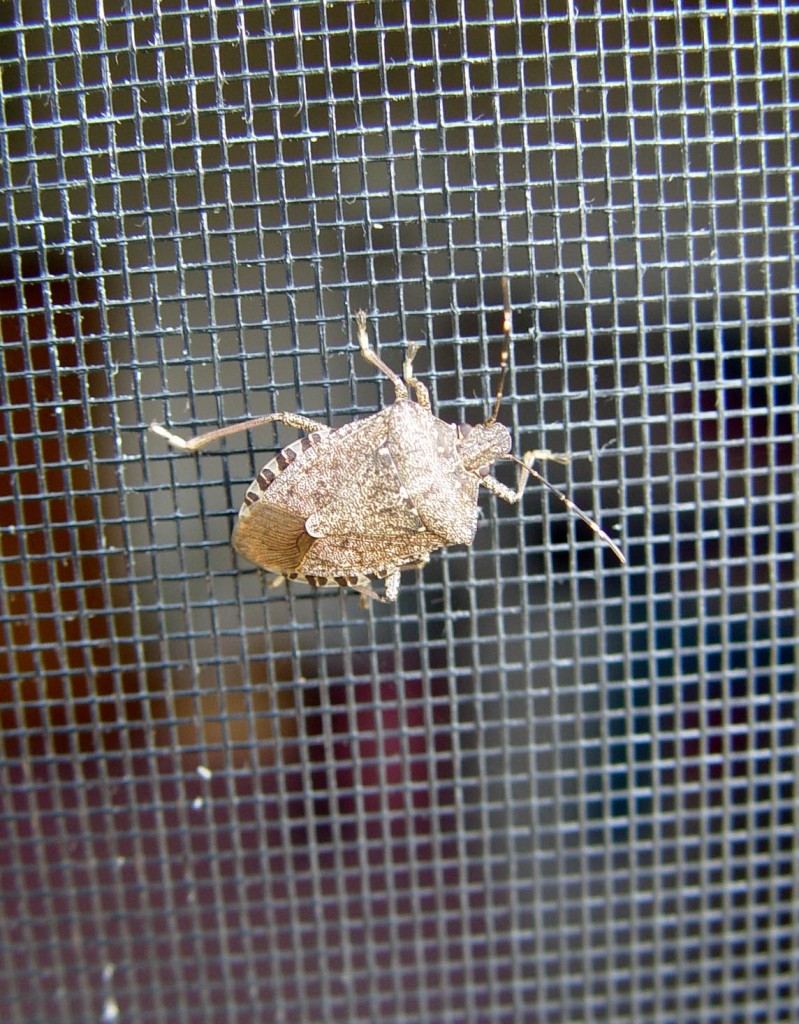 Stink Bug Weapons | Garden Housecalls