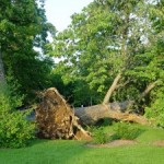 Gun-Shy About Trees?