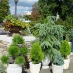 Trees in Pots?