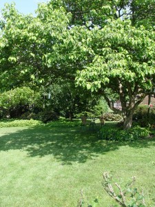 Dogwood shading lawn and table for two in early evening.