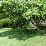Good Street Trees