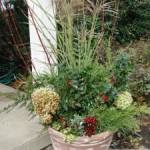 Woody Plants in Pots