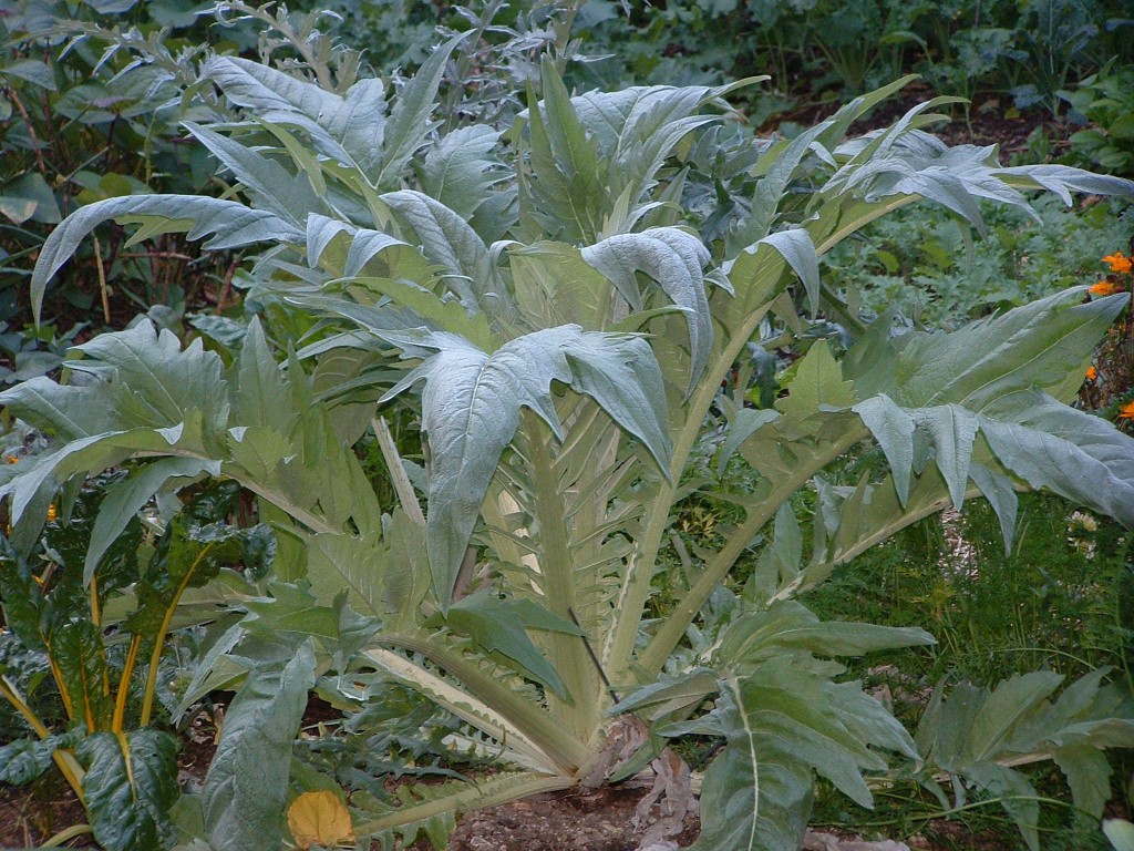 Cardoon | Garden Housecalls