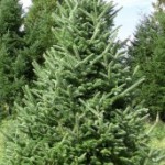 The Perfect Christmas Tree
