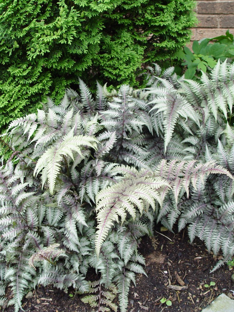 Japanese painted fern | Garden Housecalls