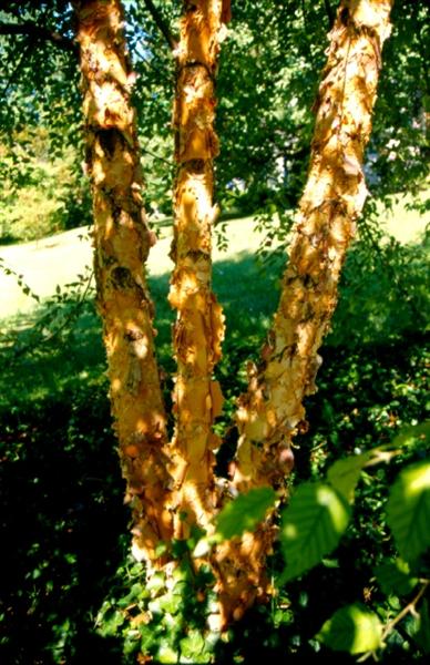 Garden Housecalls - River birch Dura Heat