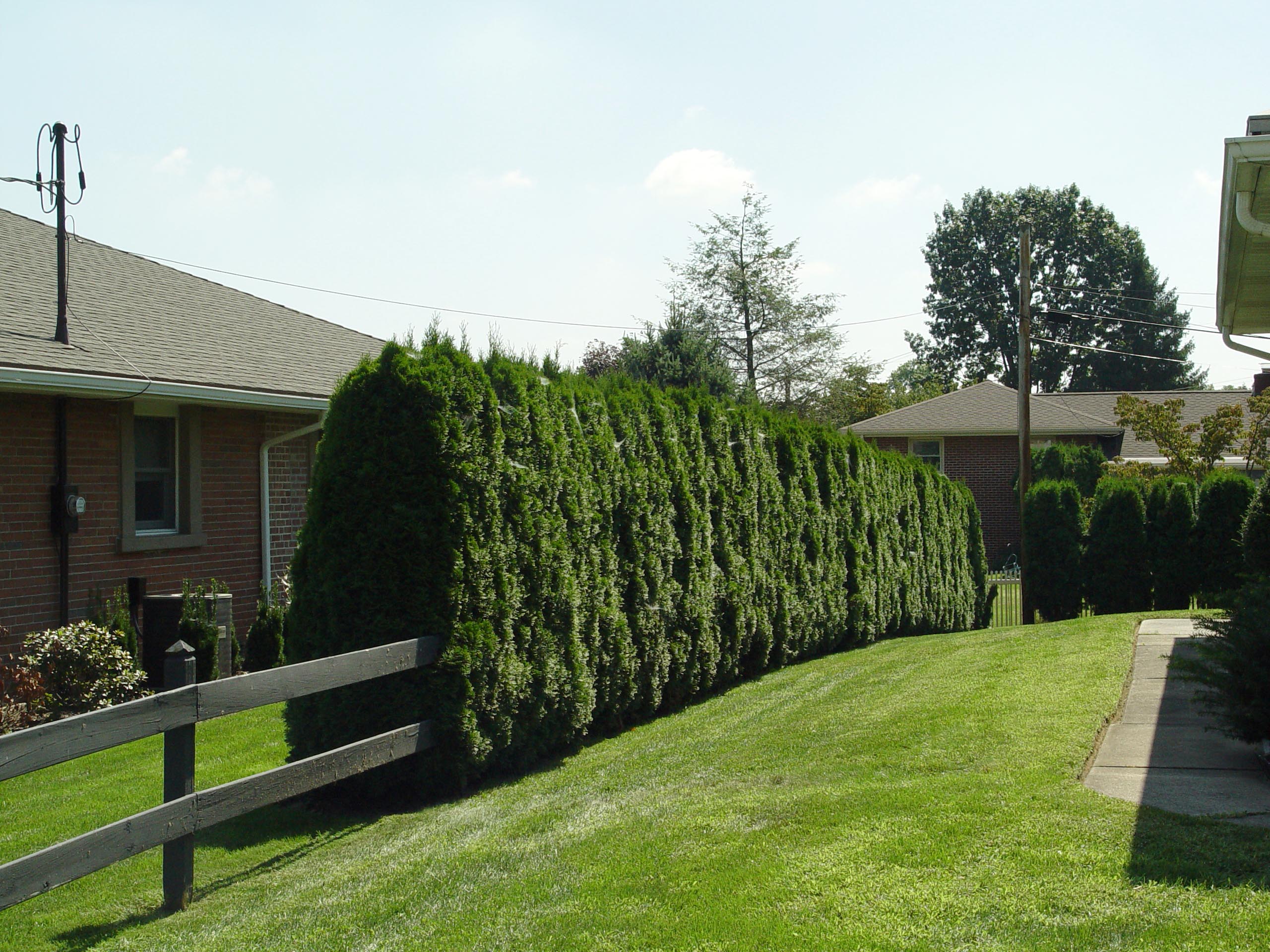 New Privacy Hedges for Living room