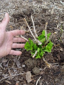 Winter-killed hydrangea stems. New growth is pushing from roots.