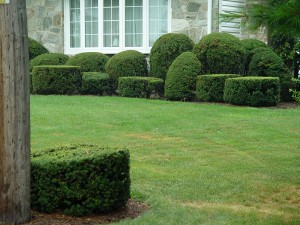 yews.of.all.shapes