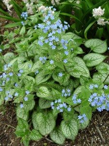 brunnera.jack.frost.flowering