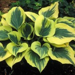 Credit: Shady Oaks Nursery