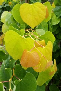 redbud.rising.sun