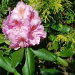 rhododendron.janet.blair