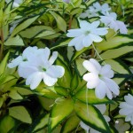 sunpatiens.variegated.spreading.white