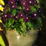 vinca.jams.n.jellies.blackberry