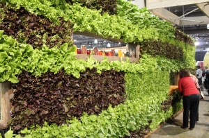 philly12.lettuce.wall