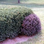 About Those Plant Sizes