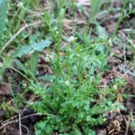 Weeds Off to a Happy Start