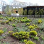 A So-So Dutch Floriade