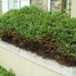 Hedge Edge