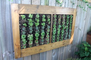 GroVert.succulents.106Park.Place