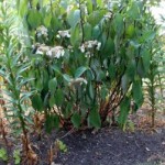 Plant Sunburn