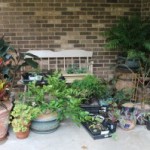 Make Your Own Free Plants