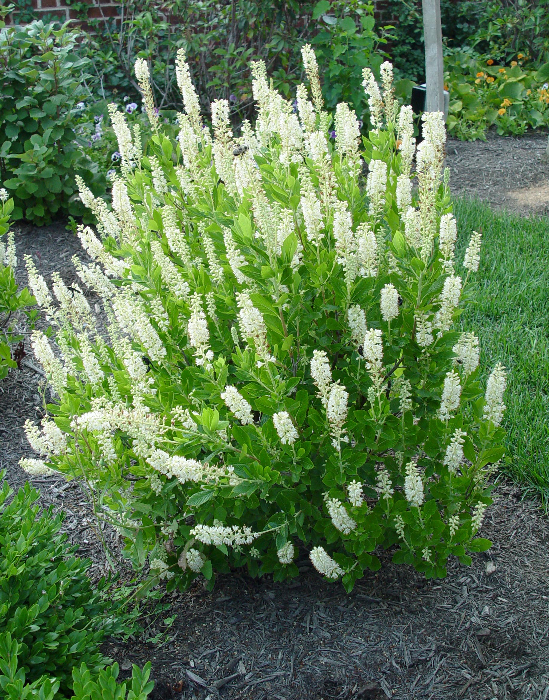 Image of Clethra Sixteen Candles shrub
