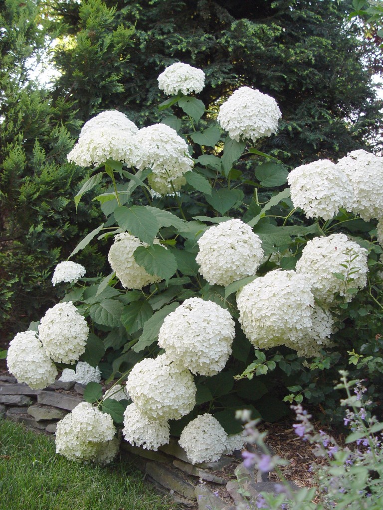 Hydrangea Incrediball | Garden Housecalls