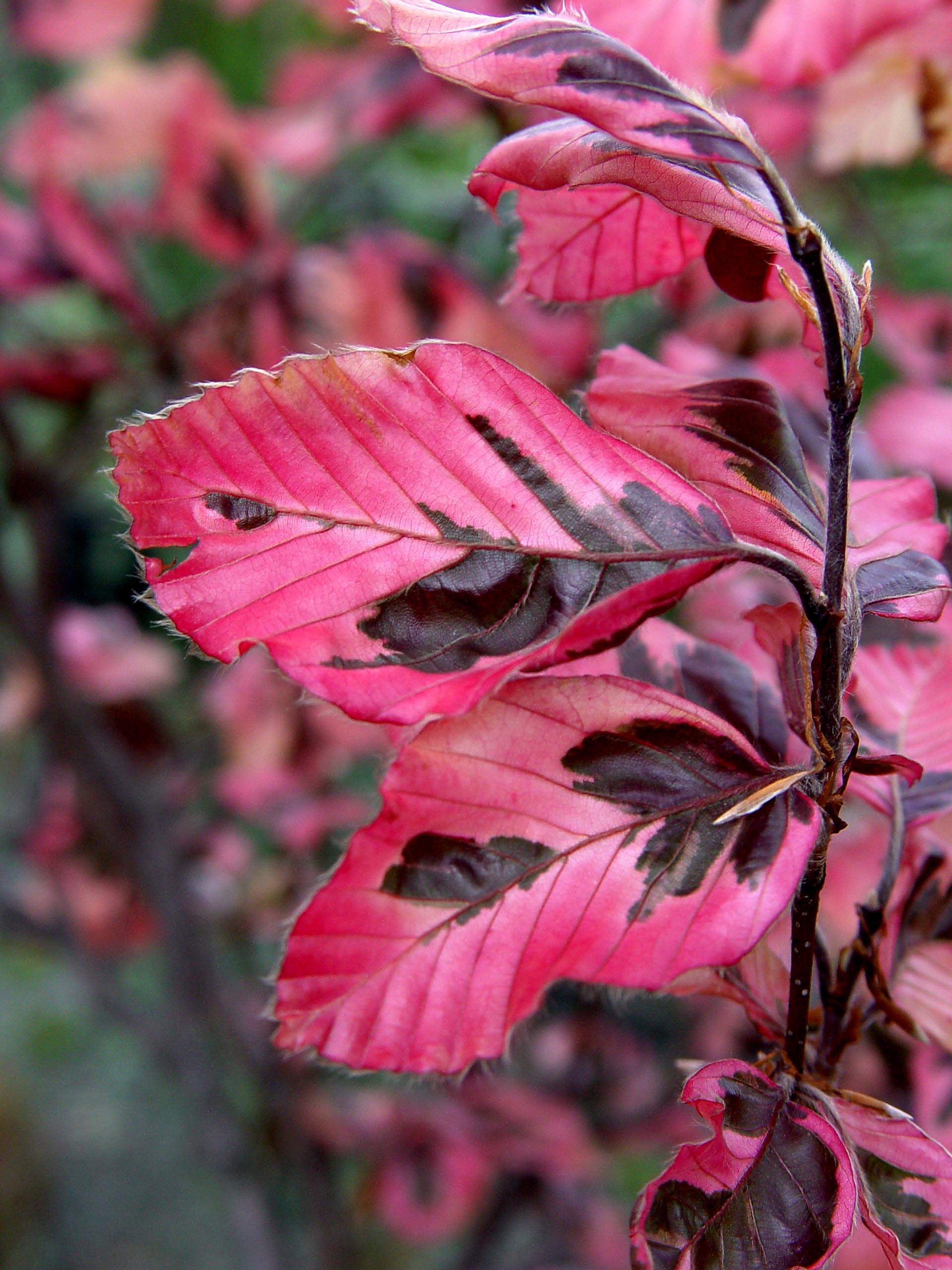 Weeping Tri Color Beech Tree