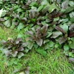 The Perils of Pass-along Plants