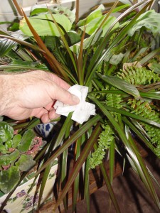 Rubbing alcohol on leaves with a paper towel can solve many houseplant bug problems.