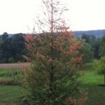 How Now Brown Tree?