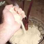 Fighting the Fungus Gnats