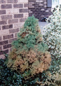 It's just a matter of time before spider mites find your dwarf Alberta spruce.