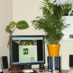 Houseplant Myths
