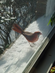 You'd think this window-pecking cardinal would've learned by now.