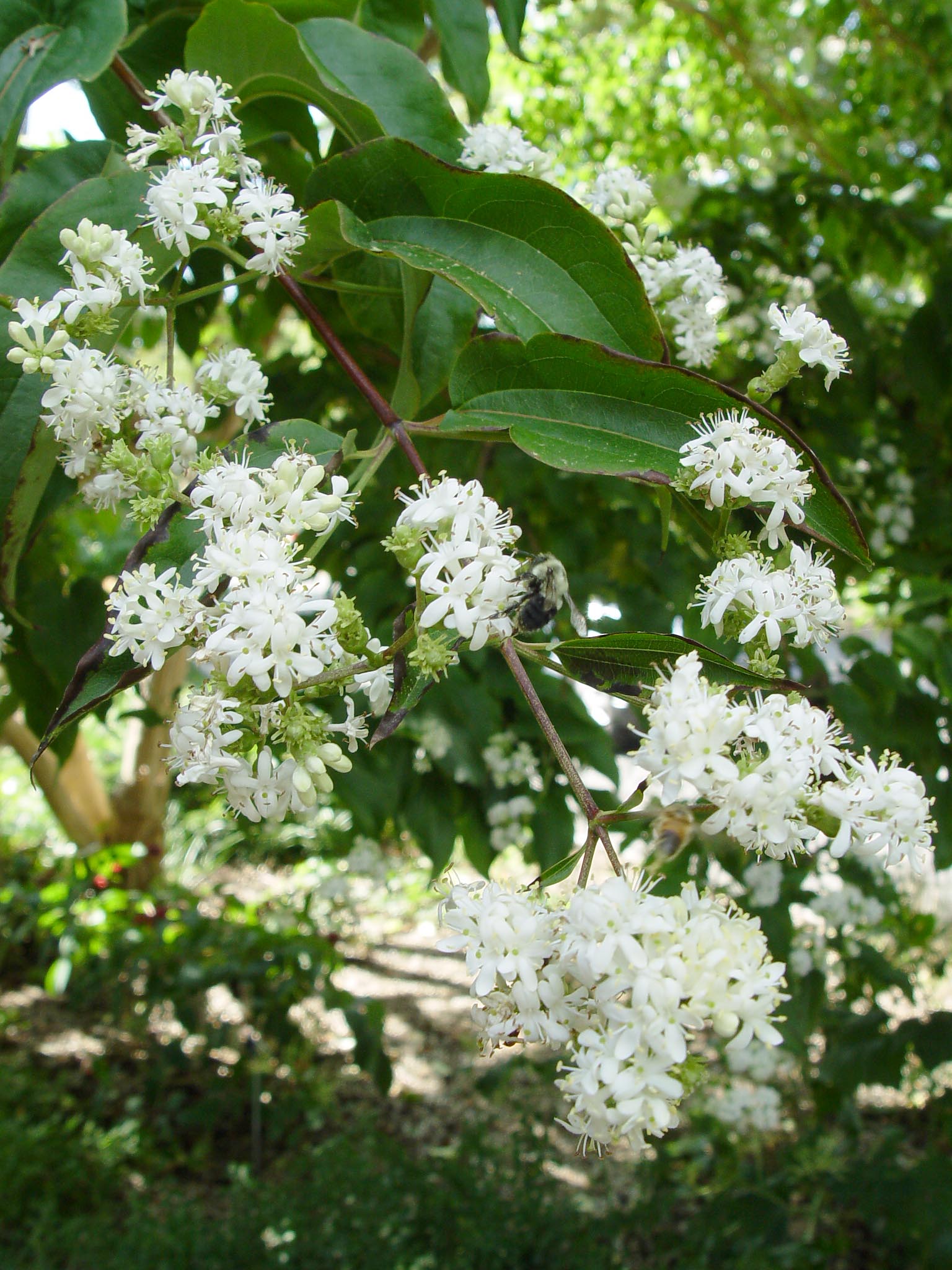 What Blooms When In Central Pennsylvania Garden Housecalls