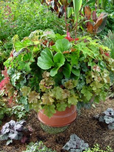 Colorful-leafed perennials are fair game for pots.